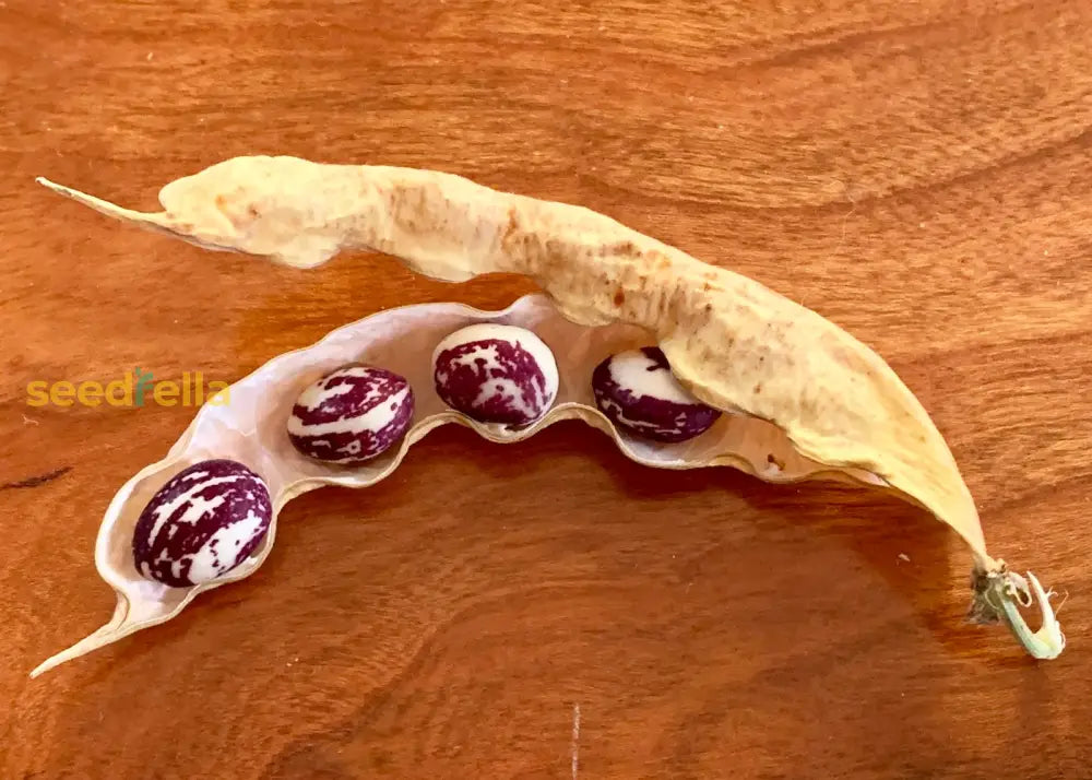 Lila and weiße stallard pods on vine
