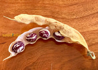 Lila and weiße stallard pods on vine