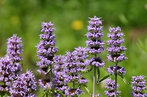 Purple Wood Mint Samen Blephilia ciliata