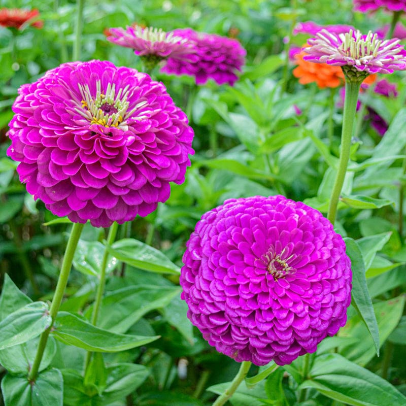 Lila & gelb zinnia blume samen for anpflanzung