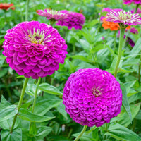Lila & gelb zinnia blume samen for anpflanzung