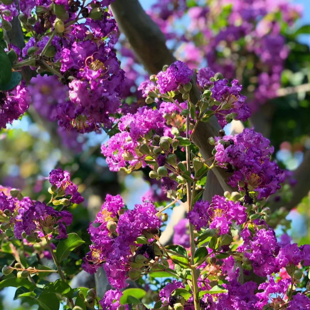 Crepe Myrtle Blumensamen zur Aussaat – hochwertige Qualitäts- – Traditionssorte & ohne Gentechnik Samen Hausgarten