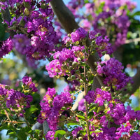 Crepe Myrtle Blumensamen zur Aussaat – hochwertige Qualitäts- – Traditionssorte & ohne Gentechnik Samen Hausgarten