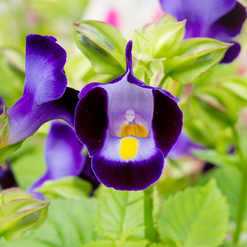 Torenia blume samen for anpflanzung colorful display heirloom & gmo free samen for home garten 
 
 sale for anpflanzung in home garten