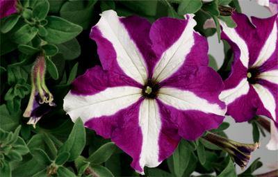 Weiß Lila Petunie Blumensamen zur Aussaat Garten beliebt Traditionssorte & ohne Gentechnik Samen Hausgarten