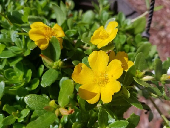 Young Golden Purslane Seedlings Anbau in Soil