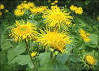 Enula Asteraceae Blumensamen zur Aussaat – farbenfroh Schau – Traditionssorte & ohne Gentechnik Samen Hausgarten