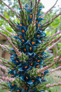 Puya alpestris sapphire tower samen – violet exotic blooms