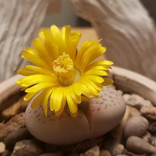 Gelb Weiß Dinteranthus Blumensamen zur Aussaat hochwertige Qualitäts- Traditionssorte & ohne Gentechnik Samen Hausgarten