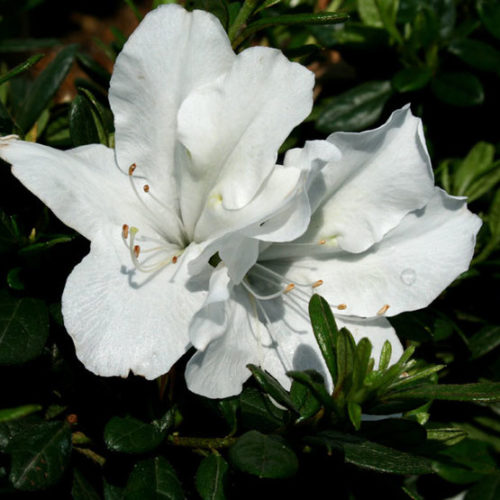 Weiß Azalee Baum Samen Garten Aussaat – Samen Blüten und Outdoor Charm