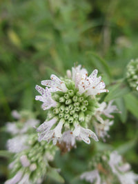 Pycnanthemum Anbau in native outdoor gardens
