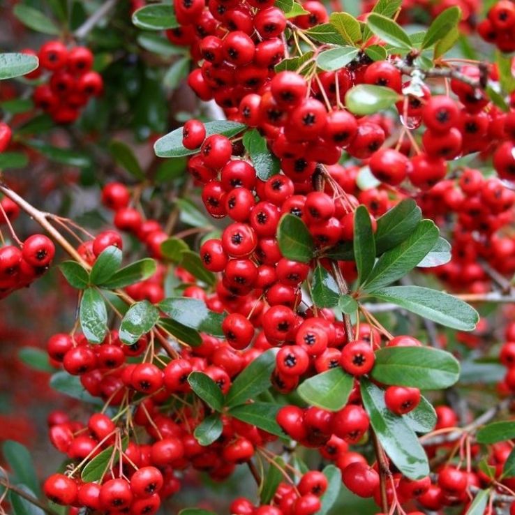 Rot Pyracantha Fortuneana Samen zur Aussaat leuchtend Berries – -Growing Shrub