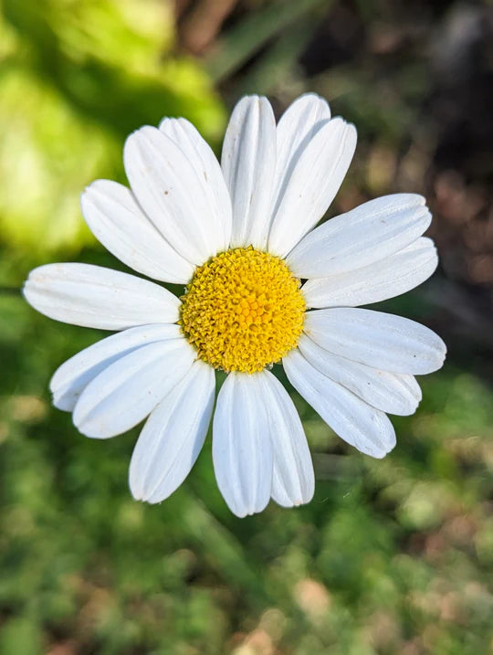 Pyrethrum Blumensamen zur Aussaat Landhaus Garten wichtig Traditionssorte & ohne Gentechnik Samen Hausgarten