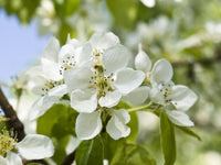 Weiß Calleryana Blumensamen zur Aussaat – Schnitt Blume beliebt – Traditionssorte & ohne Gentechnik Samen Hausgarten