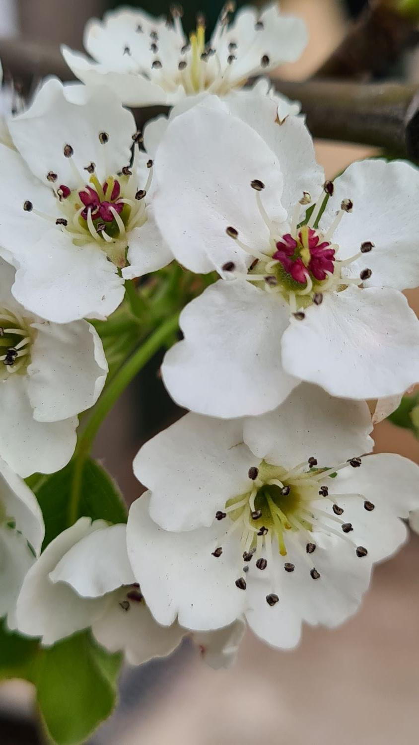 Weiß Calleryana Blumensamen zur Aussaat – Schnitt Blume beliebt – Traditionssorte & ohne Gentechnik Samen Hausgarten