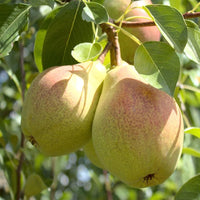 Pyrus communis seedlings sprouting