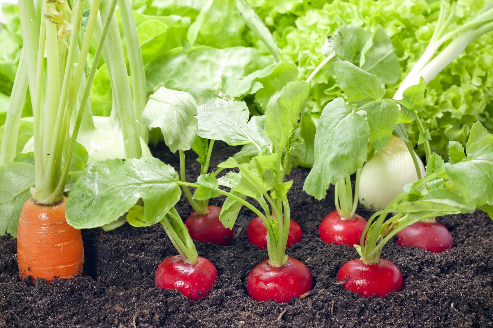 Rapid Yield Radish Samen, Planting