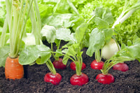 Rapid Yield Radish Samen, Planting