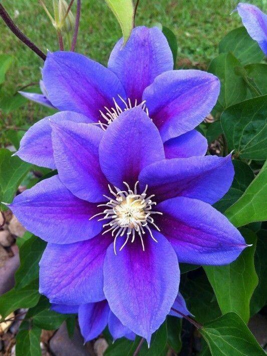 Traditionssorte Virginsbower Blumensamen zur Aussaat robust Sorte Traditionssorte & ohne Gentechnik Samen Hausgarten