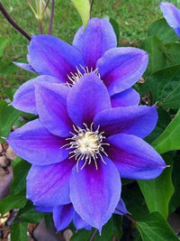 Traditionssorte Virginsbower Blumensamen zur Aussaat robust Sorte Traditionssorte & ohne Gentechnik Samen Hausgarten