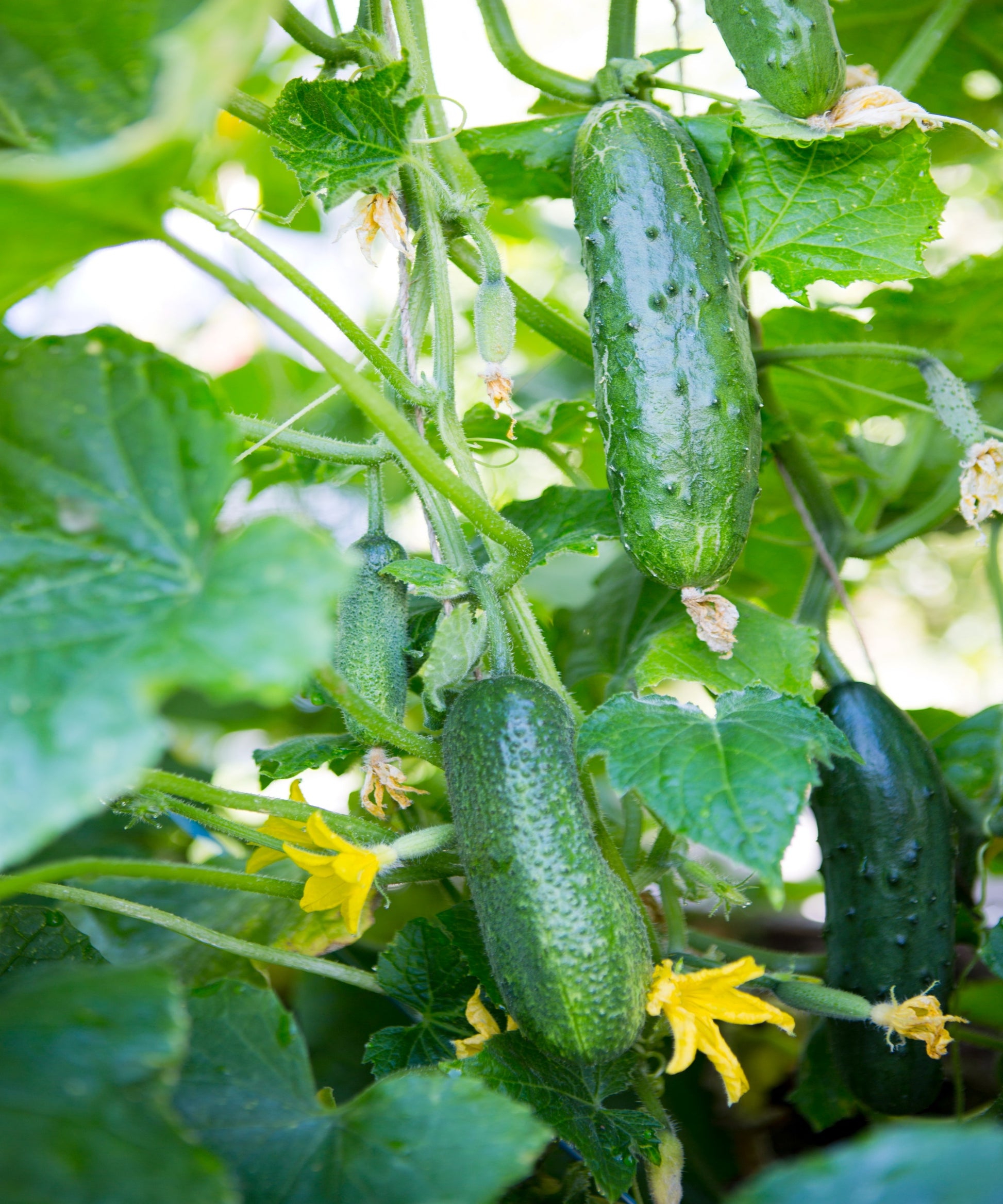 Cucumber Planting Samen  Perfect for Home Gardening