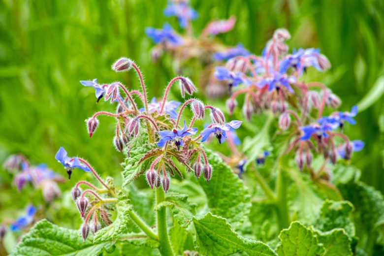 Blau Borage Blumensamen zur Aussaat – leuchtend – Traditionssorte & ohne Gentechnik Samen Hausgarten