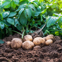 Potato Solanum tuberosum Gemüse Samen zum Pflanzen in Gemüse Patch