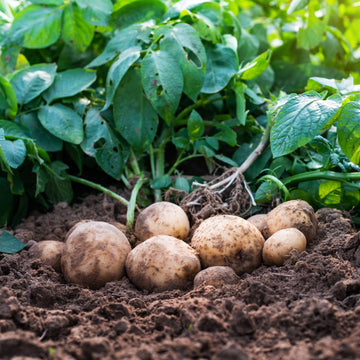 Potato Solanum tuberosum Gemüse Samen zum Pflanzen in Gemüse Patch