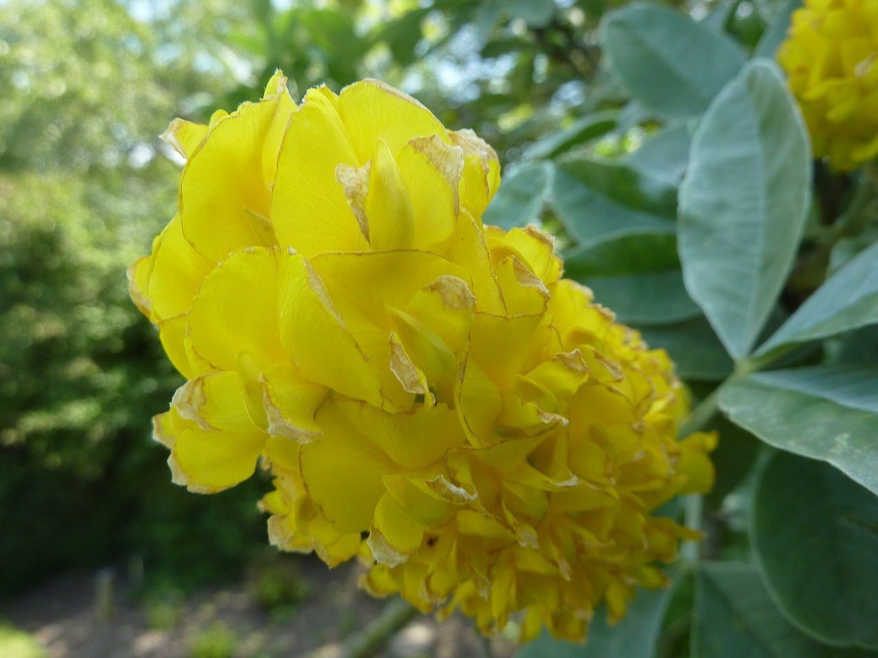 Cytisus Battandieri Blumensamen zur Aussaat – Schnitt Blume beliebt – Traditionssorte & ohne Gentechnik Samen Hausgarten