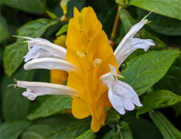 Weiß Gelb Pachystachys Blumensamen zur Aussaat – leuchtend – Traditionssorte & ohne Gentechnik Samen Hausgarten