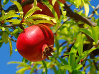 Promogranet-Fruchtsamen für einfaches Anpflanzen