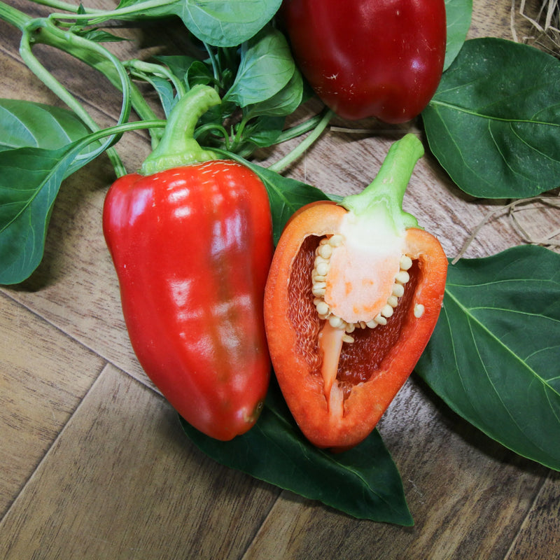 Semi di peperone Capsicum annuum da piantare nell'orto della cucina e nell'orto
