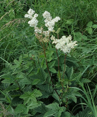 Queen of the Meadow Pflanze blooming with white Blume clusters
