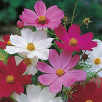 Quercifolia mixed samen for anpflanzung