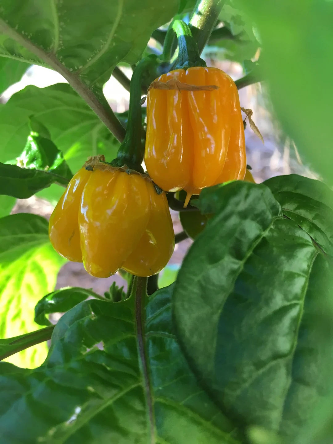MOA Gelb Scotch Bonnet Pepper Samen zum Pflanzen
