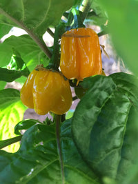MOA Gelb Scotch Bonnet Pepper Samen zum Pflanzen