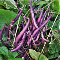 Violett Pole Bean Samen zum Pflanzen - Gemüse Garden Essentials