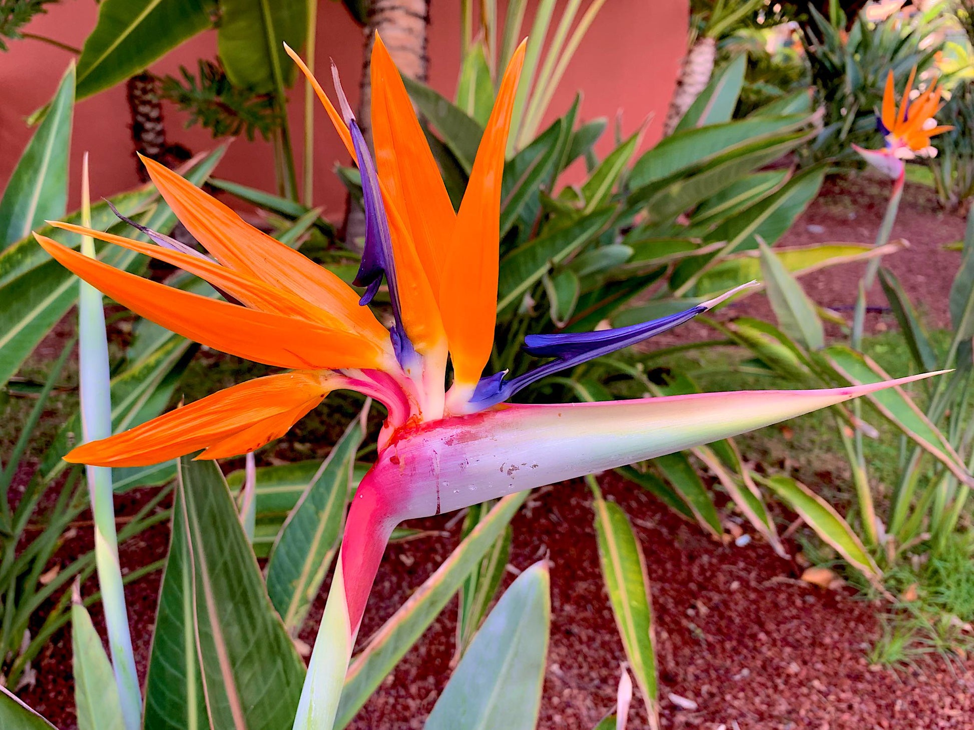 Gemischt Paradiesvogelblume Blumensamen zur Aussaat – Drought verträglich – Traditionssorte & ohne Gentechnik Samen Hausgarten