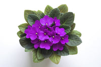 Lila African Violett Blumensamen zur Aussaat – Schnitt Blume beliebt – Traditionssorte & ohne Gentechnik Samen Hausgarten