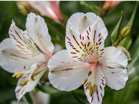Weiß Alstroemeria Blumensamen zur Aussaat – robust Sorte – Traditionssorte & ohne Gentechnik Samen Hausgarten