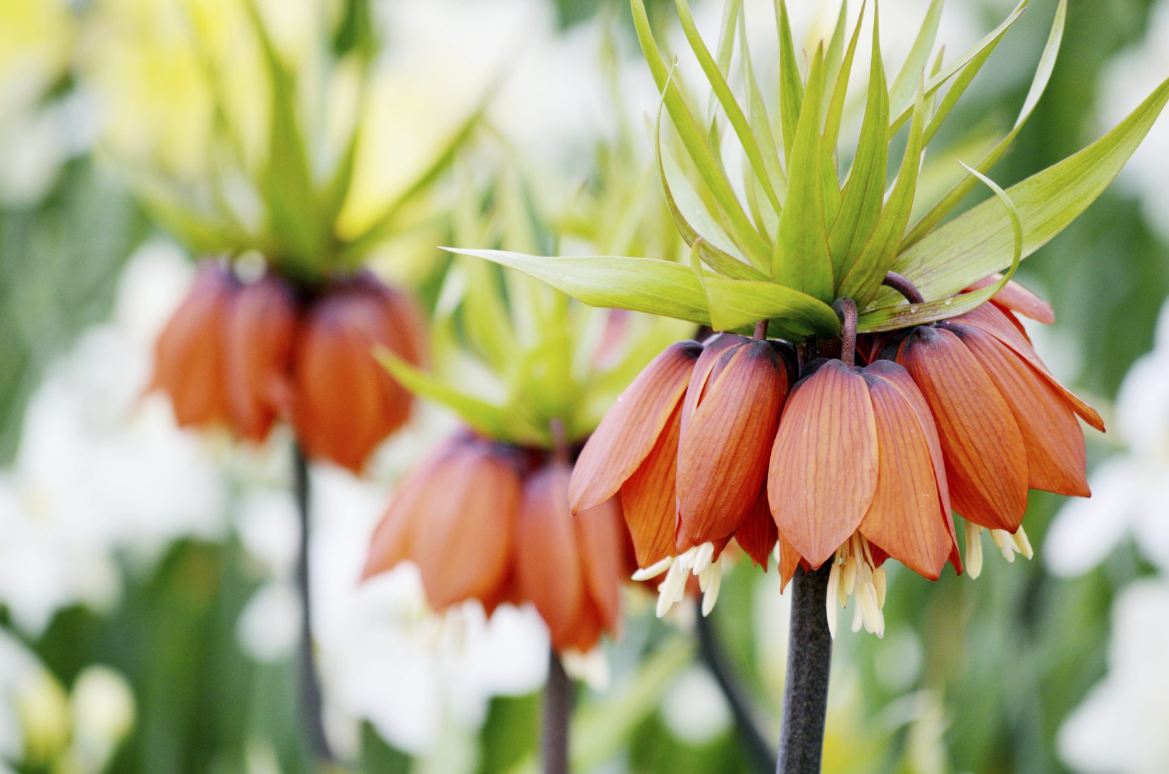 Fritillaria Imperialis Blumensamen zur Aussaat saisonal Dauerblüher Traditionssorte & ohne Gentechnik Samen Hausgarten