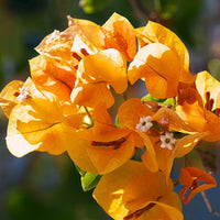 Radiant gelb bougainvillea samen for vibrant garten anpflanzung