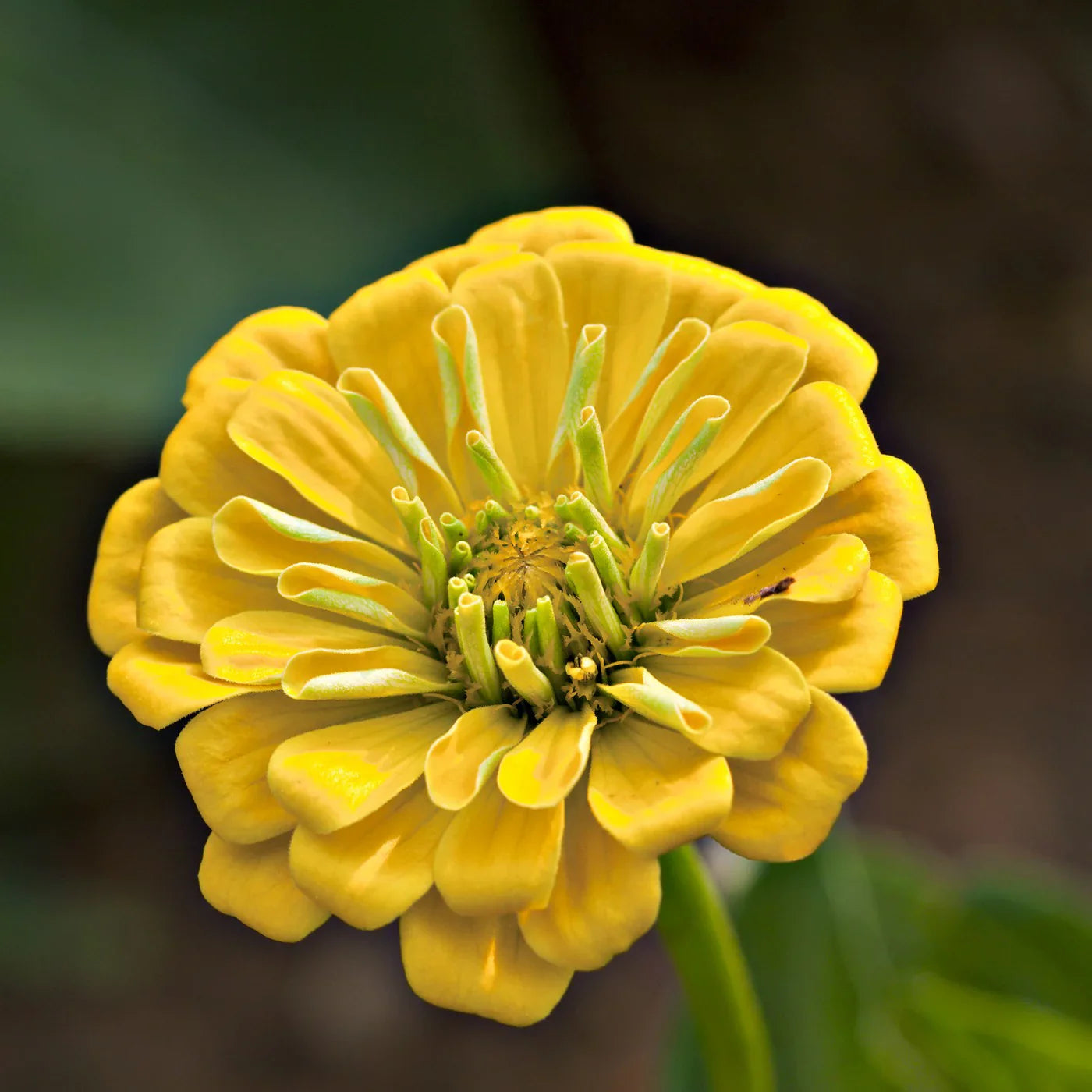 Radiant gelb zinnia blume samen for garten anpflanzung
