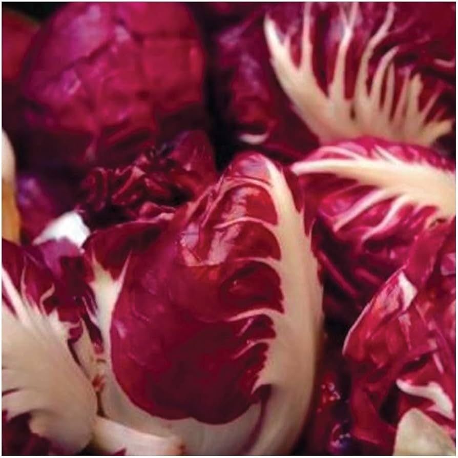 Close-up of castelfranco radicchio leaves