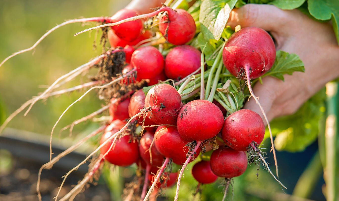 Radish Gemüsesamen for für den Hausgarten