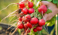 Radish Gemüsesamen for für den Hausgarten