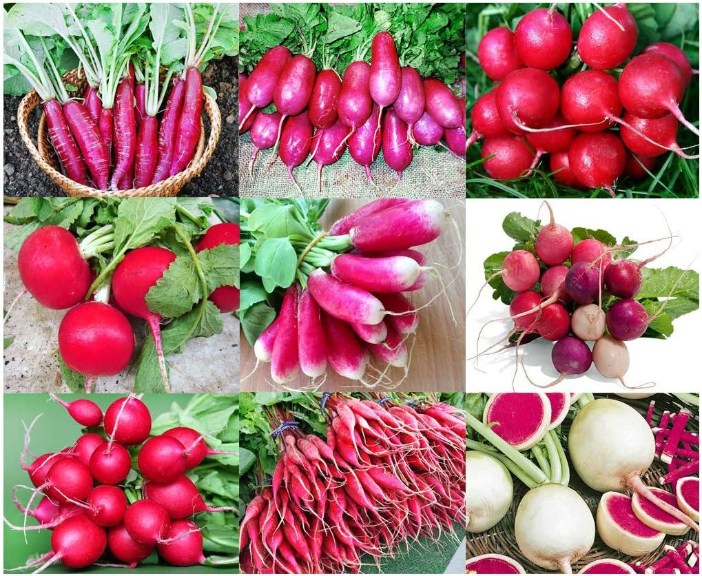 Step-by-step guide für wachsend radish seedlings