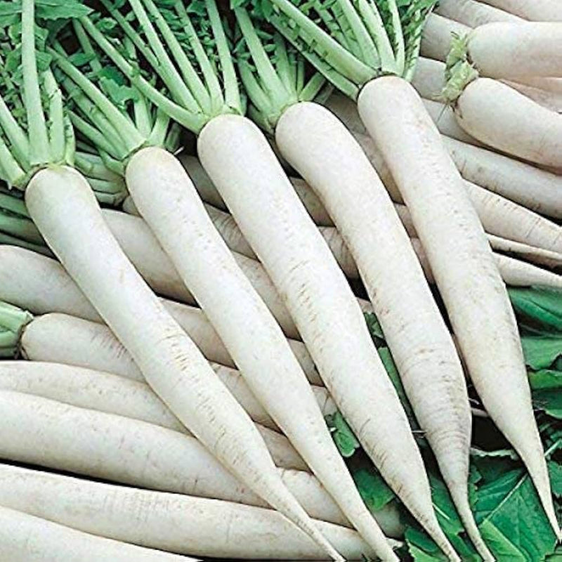 Radish samen für aussaat in home gemüse gardens