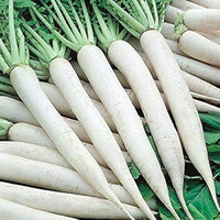 Radish samen für aussaat in home gemüse gardens