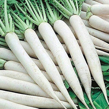 Radish samen für aussaat in home gemüse gardens